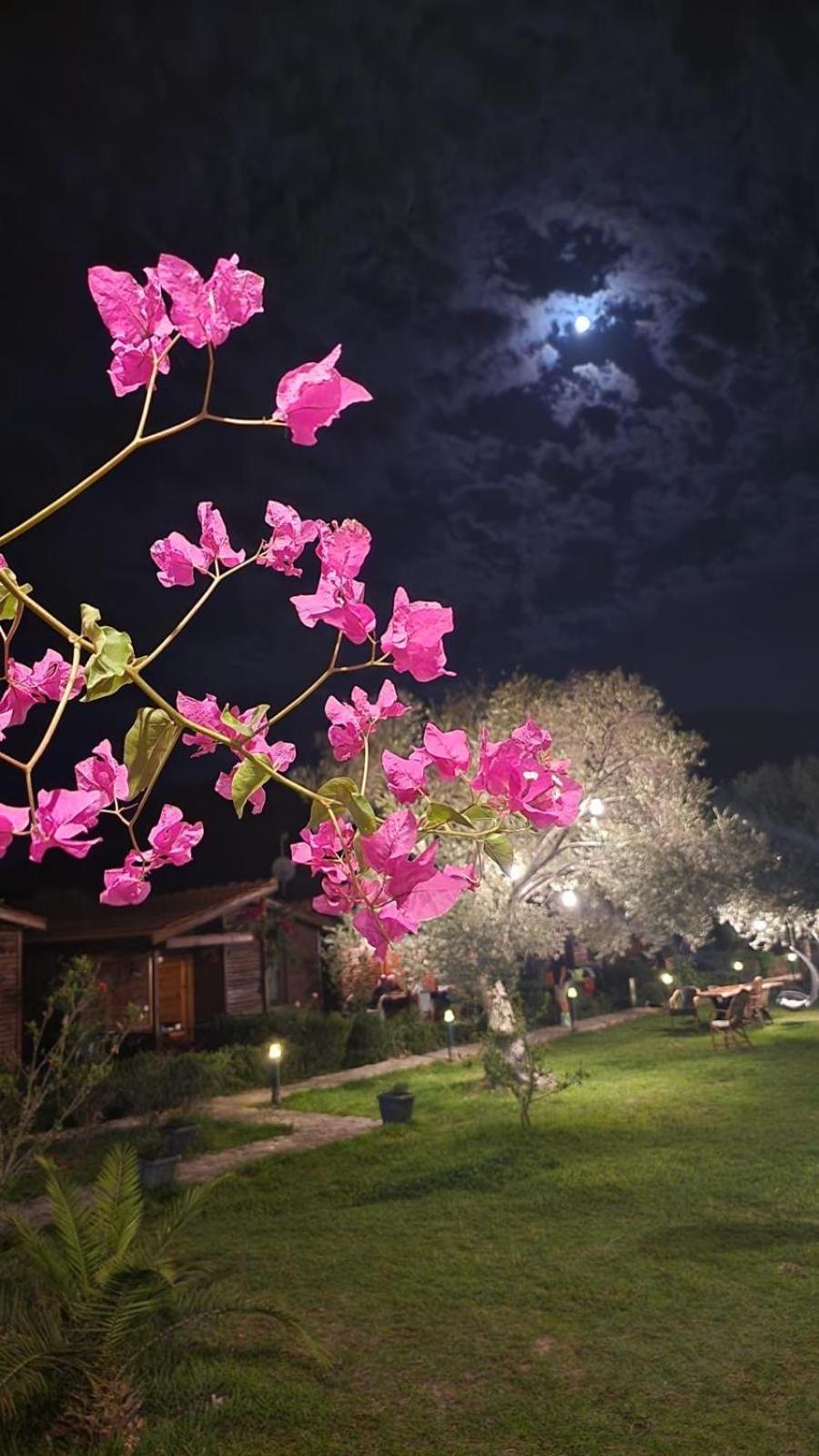Suzi'Nin Bahcesi Bungalov Evler Datça Exterior foto